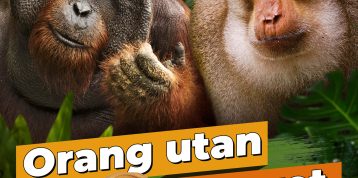 Orang Utan dan Monyet: Apa Bedanya?