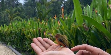 Bird Banding: Apa itu? Bagaimana Caranya? Mengapa Penting?