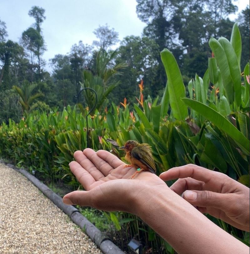 Untuk menjawab pertanyaan ini, kita akan mengamati kegiatan penandaan burung yang sedang berlangsung di RER terkait tujuan, metodologi, dan hasil dari program tersebut.