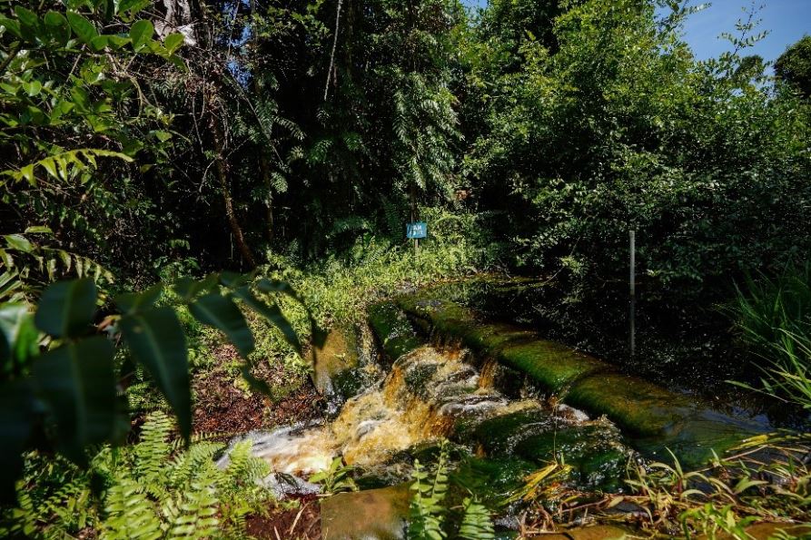 Dalam artikel ini, kita akan mendalami pentingnya pencegahan kebakaran untuk hutan gambut, melihat lebih dekat operasi penutupan kanal di RER & manfaatnya bagi lingkungan.