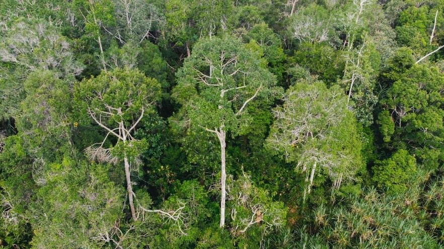 Understand the meaning, role, urgency and relevance of IUCN conservation status in RER's efforts to protect biodiversity on the Kampar Peninsula