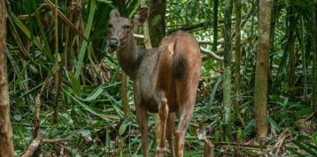 A New Chapter in Our Conservation Story: Sambar Deer Release at RER