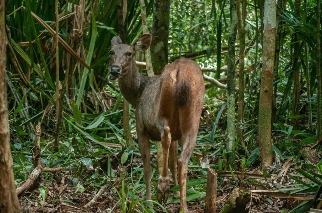 Every year on August 10, National Nature Conservation Day is a chance to raise awareness and celebrate the many natural wonders of Indonesia. For the team at Restorasi Ekosistem Riau (RER), there was added reason to celebrate this year, as we released a group of sambar deer into the wild.