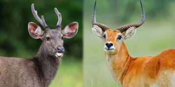 Antelope vs Deer: 5 Key Differences