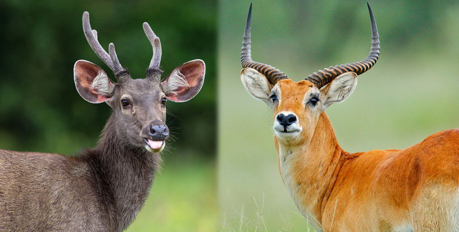 These two species are similar but not the same. Do you want to know the difference between antelope and deer? Check out the answer in this article.