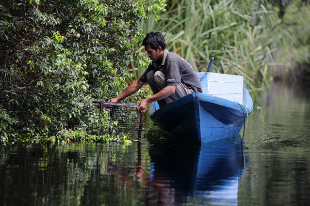 Bagaimana Restorasi Ekosistem Riau berkolaborasi dengan komunitas lokal dalam menciptakan mata pencaharian berkelanjutan untuk melawan perubahan iklim. Bergabunglah dengan perjalanan kami menuju masa depan yang lebih hijau dan produktif.