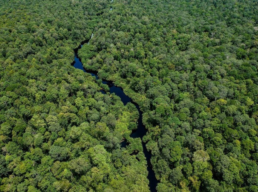 Tropical forests are one of the most valuable natural resources on our planet. They also play a vital role in reducing the negative impacts of climate change. Here's everything you need to know about tropical forests!