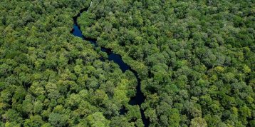 Semua Hal yang Perlu Diketahui Tentang Hutan Hujan Tropis