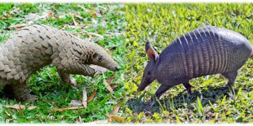 Pangolin vs. Armadillo: Know the Difference!