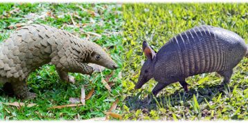 Pangolin vs Armadillo: Ketahui Perbedaannya!