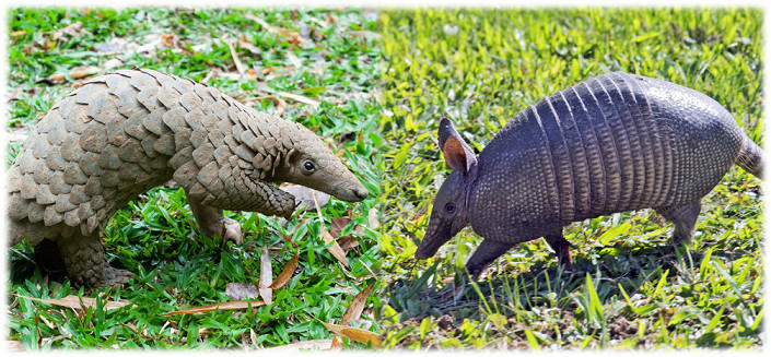 Ever wondered why pangolins and armadillos have amazing ‘armored’ skin? Or want to know the difference between anteaters and armadillos? Find the answer in this article.