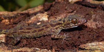 More Than Just Lizards: The Fascinating Role of Geckos in RER’s Forest Ecosystem