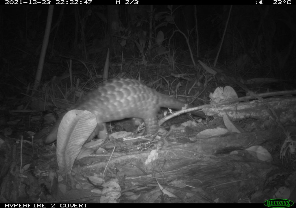 In this article, we reveal five of the threatened animals living in the forests of RER, and hear from people working in the field. Read more to know