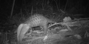 Meet 5 Threatened Species Living in RER’s Forest