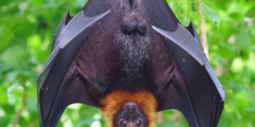 Flying Fox vs. Bat: What’s the Difference?