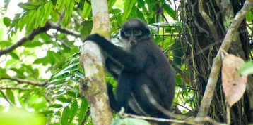 Conservation Against the Clock: The East Sumatran Banded Langur