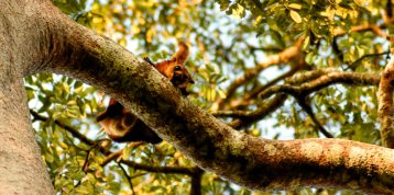 Tree Shrews vs Squirrels: What’s the Difference?