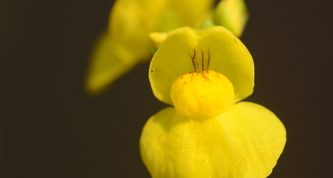 Rootless Plant, Ruthless Predator: The Golden Bladderwort