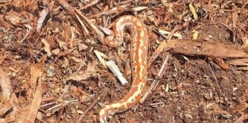 Persamaan dan Perbedaan: Memahami Ular Kobra dan Piton