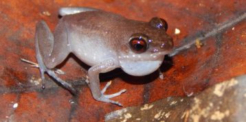 Pulchrana rawa: Understanding the Peat Swamp Frog that Signals the Health of Riau’s Tropical Forests